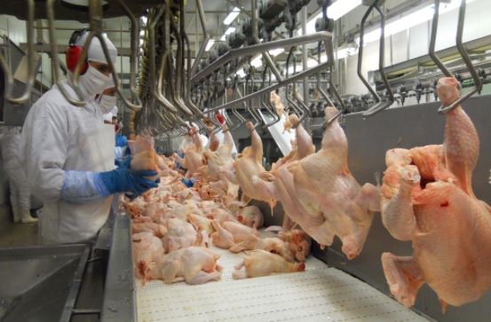 Projeções apontam aumento de até 3% nos embarques de frango em 2018
