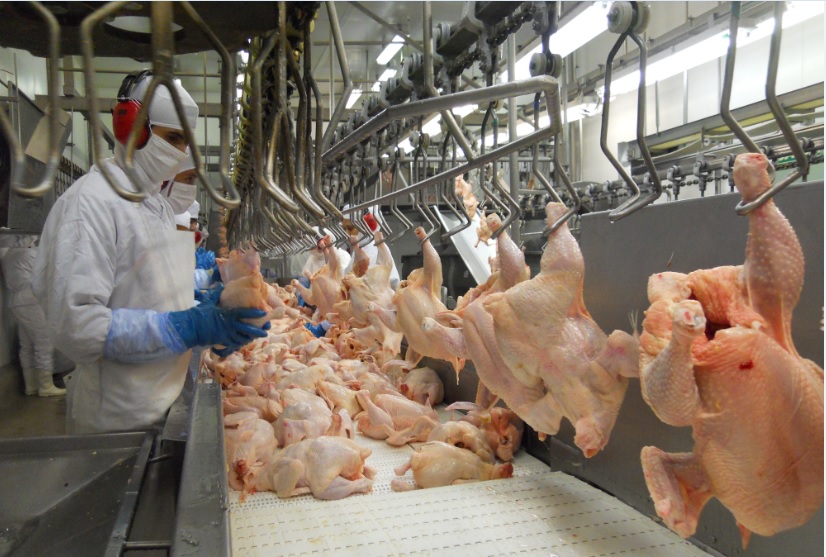 Exportações de frango em maio atingem o dobro da média de abril
